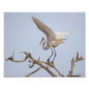 Search for egrets art White