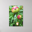 Search for buds canvas prints Garden