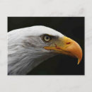 Search for wild birds horizontal postcards Bald eagle