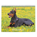 Search for doberman calendars Dog