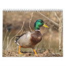 Search for hunter office supplies Duck