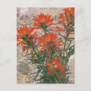 Search for red flower postcards Desert