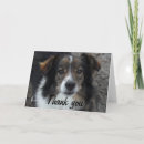 Search for cute sheltie cards Shetland