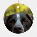 Search for gsp dog christmas tree decorations Dogs