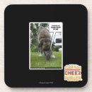 Search for alone coasters I can has cheezburger