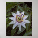 Search for passion posters Floral