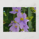 Search for periwinkle blue postcards Flower