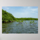 Search for mangrove posters Green