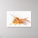 Search for comb posters Nature