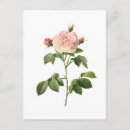 Search for vintage rose illustration postcards Redoute