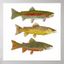 Search for trout posters Salmon