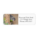 Search for koala return address labels Wildlife