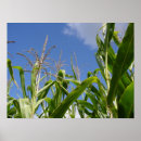 Search for corn art Field