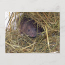 Search for mouse postcards Wildlife