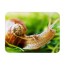 Search for snail magnets Insect