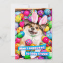 Search for easter egg hunt invitations Funny