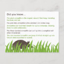 Search for armadillos postcards Cute