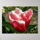 Search for pink tulip posters Macro