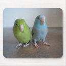 Search for parrotlet Blue
