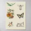 Search for scrapbooking posters Birds