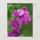 Search for sweet peas postcards Sweet pea flower