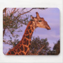 Search for giraffe mousepads wild animals