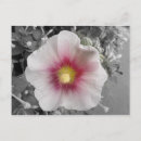 Search for re invited White