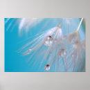 Search for blue dandelion posters Seeds