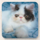 Search for longhair barware Kitten