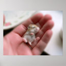 Search for robos Hamster
