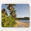 Search for seychelles mousepads Palm tree