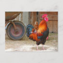 Search for barnyard postcards Chickens