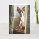 Search for sphynx cat cards Hairless