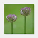Search for wildflower magnets Simple