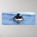 Search for merganser duck Ducks