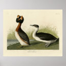Search for grebes posters Lithograph