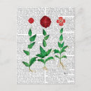 Search for carnation postcards Flowers