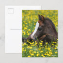 Search for grass postcards Pony