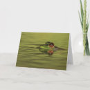 Search for bullfrog cards Frogs