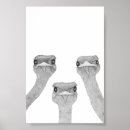 Search for ostriches posters Nature