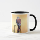 Search for kestrel mugs Sparrow hawk