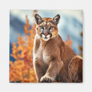 Search for puma magnets Animal