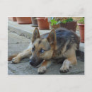Search for german shepherd postcards Animals