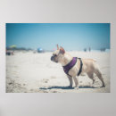 Search for bulldog photography One animal