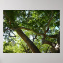 Search for sycamore posters Nature