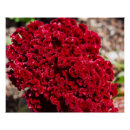 Search for coral photography Flower
