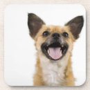 Search for office humour coasters Dogs