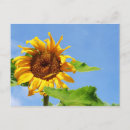 Search for sun flower postcards Sky