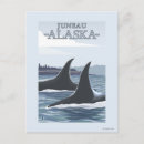 Search for orca the whale postcards Whales