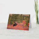 Search for birch cards Forest